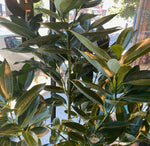 Load image into Gallery viewer, Cinnamomum verum (Cinnamon Tree)
