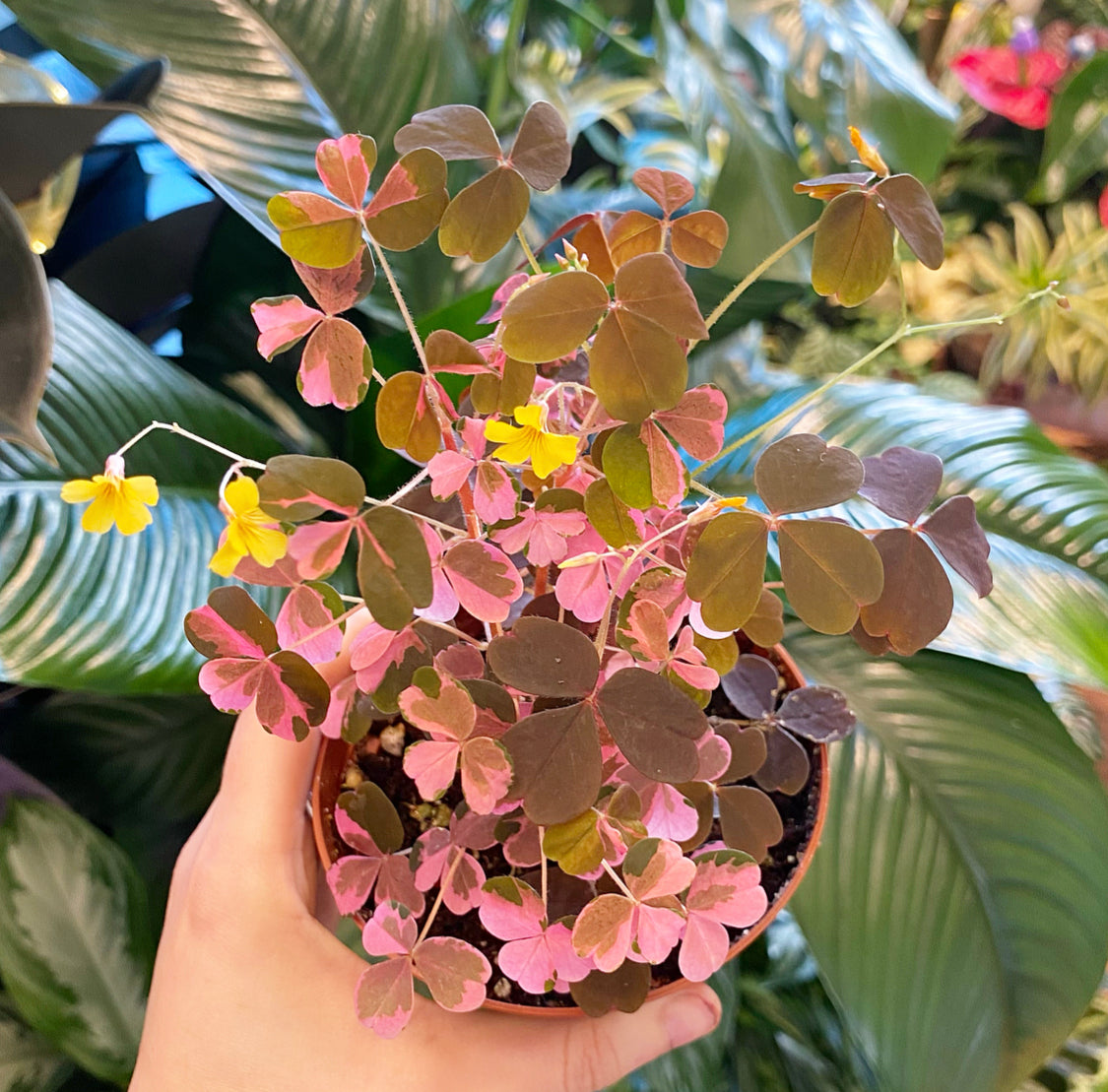 Oxalis spiralis ssp. vulcanicola 'Plum Crazy'‘
