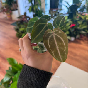 Anthurium "Fancypants" seedlings