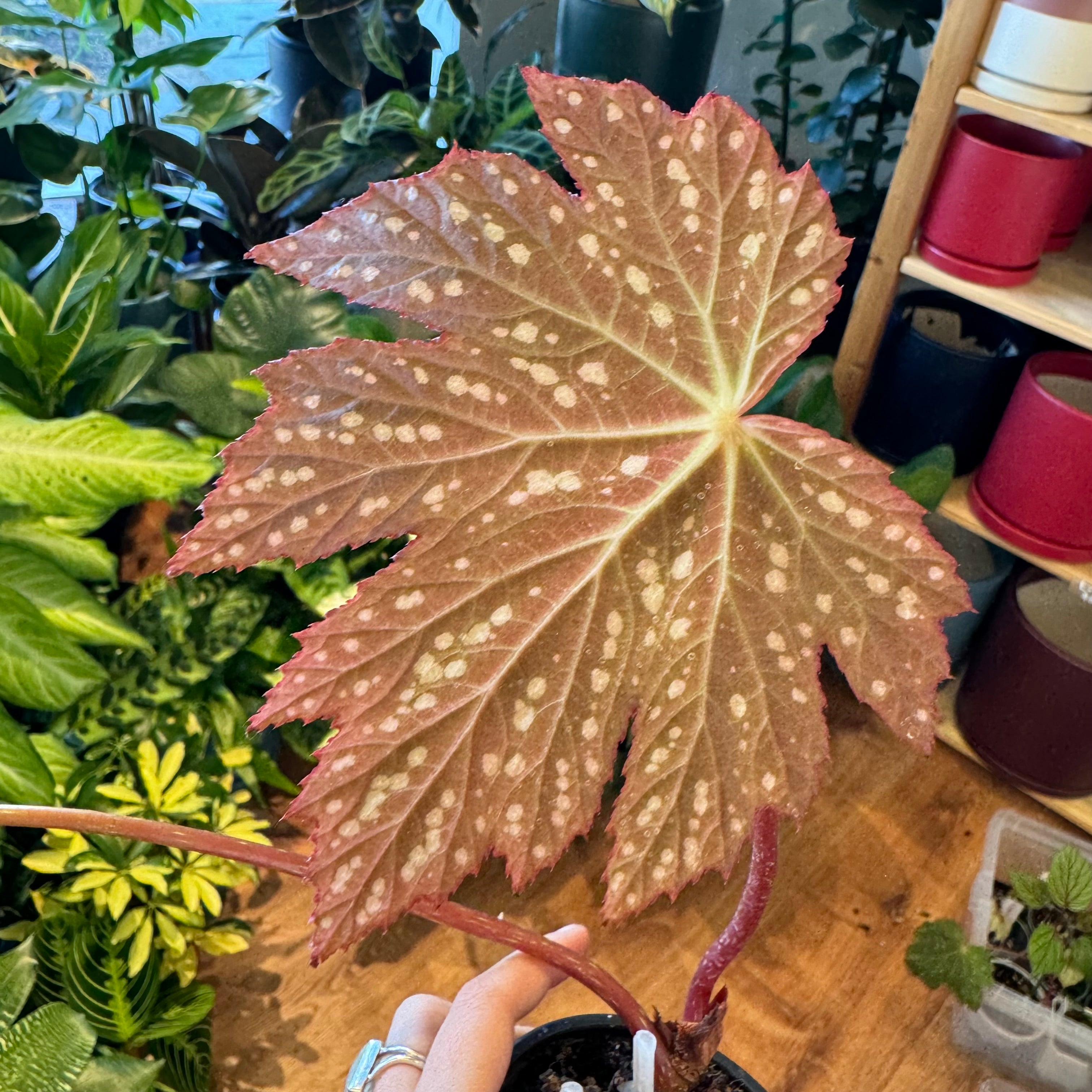 Begonia U475