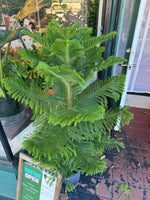 Load image into Gallery viewer, Norfolk Island Pine
