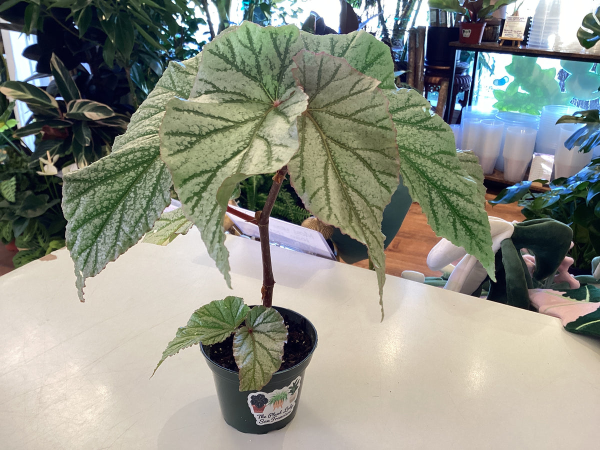 Begonia 'Don Miller'