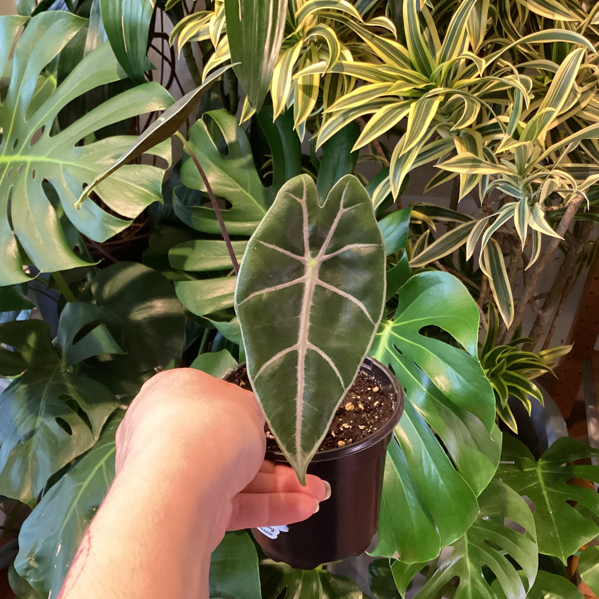 Alocasia ‘Purple Vein’