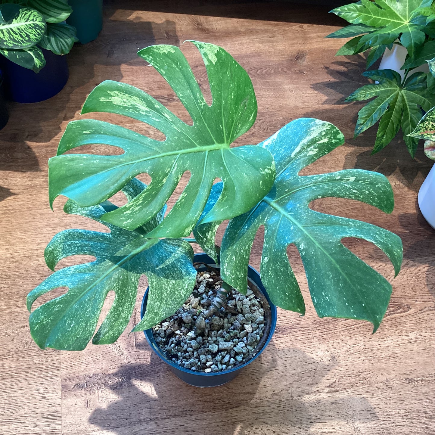 Monstera “White Monster”