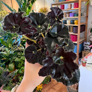 Begonia 'Dark Mambo'