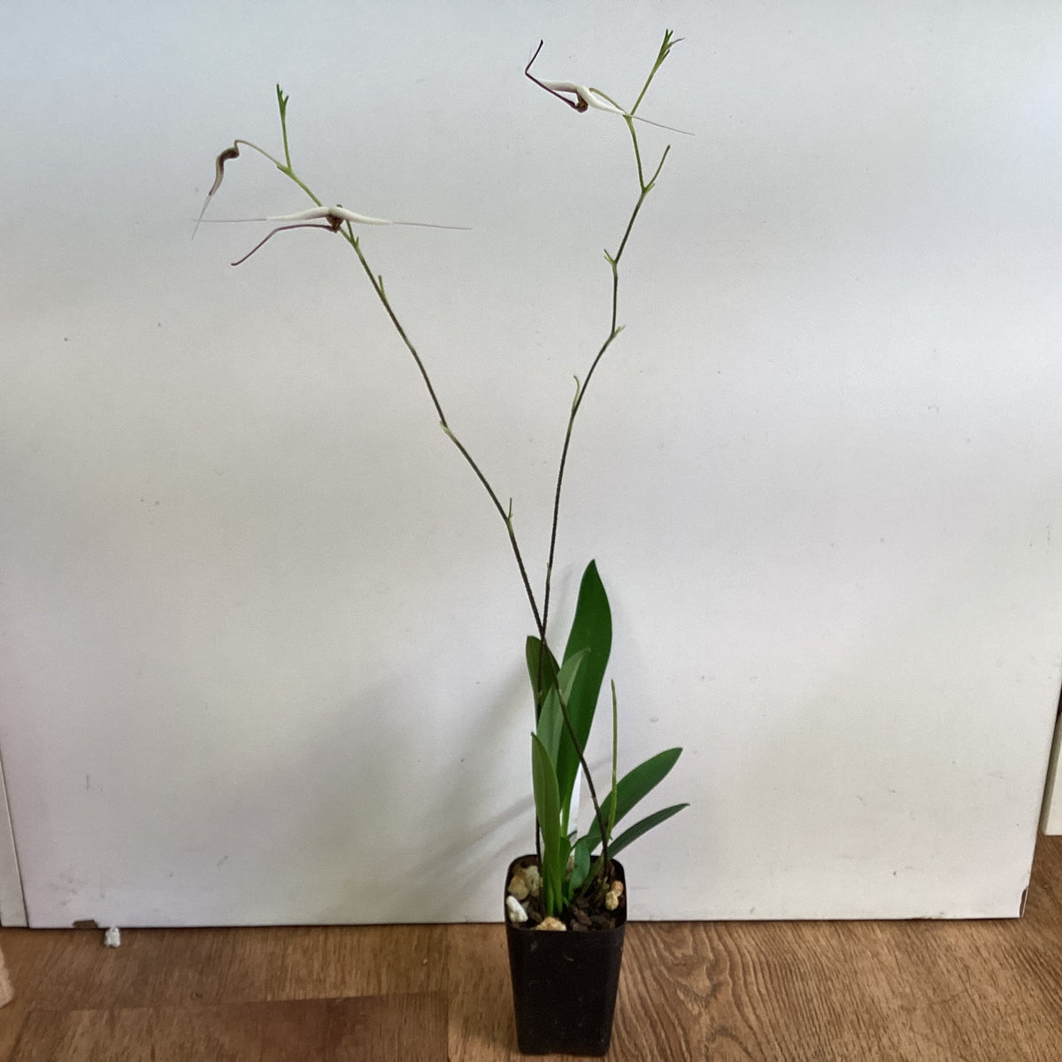 Scaphosepalum gibberosum ‘Stoney Point’