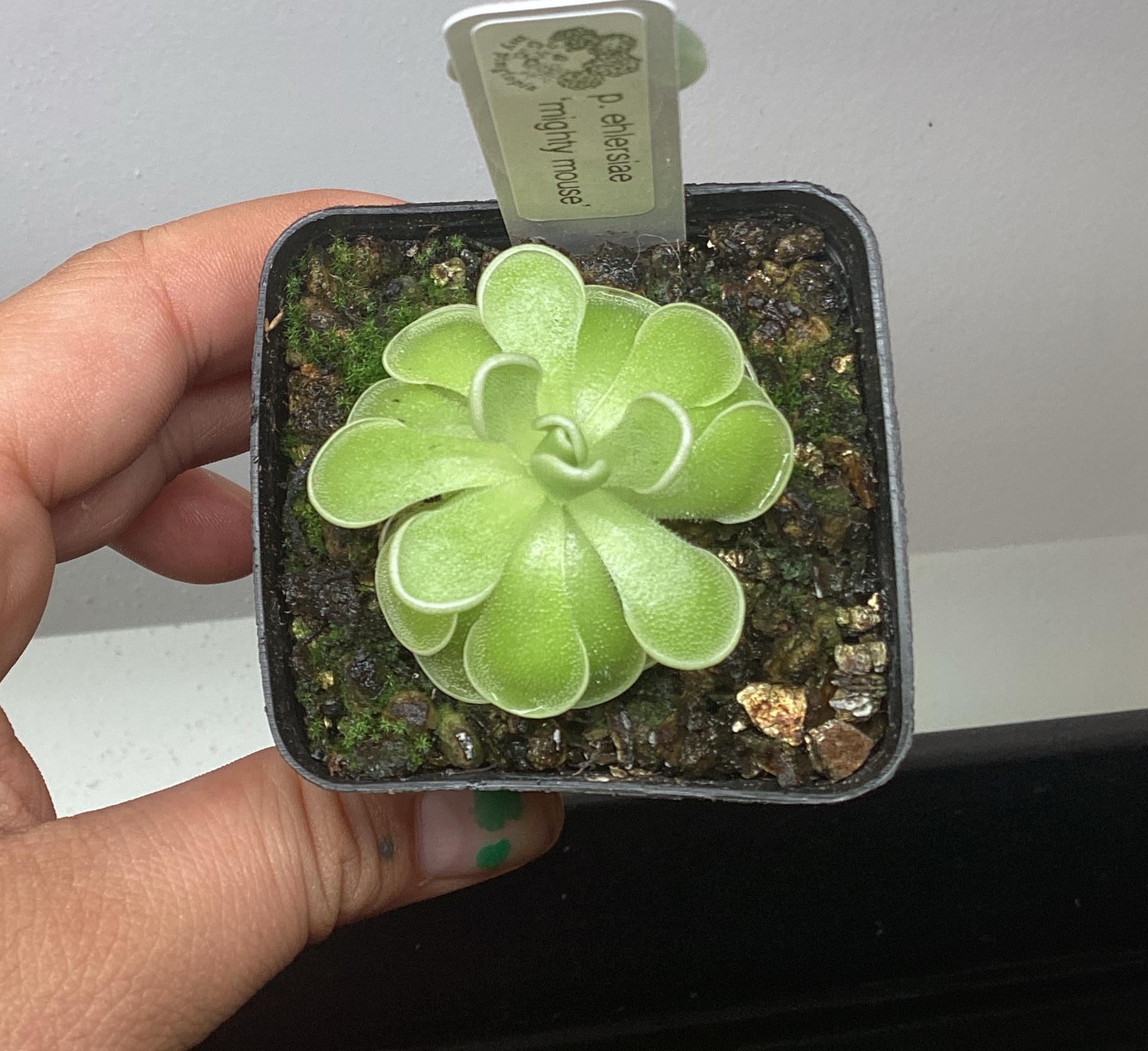 Pinguicula ehlersiae ‘mighty mouse’