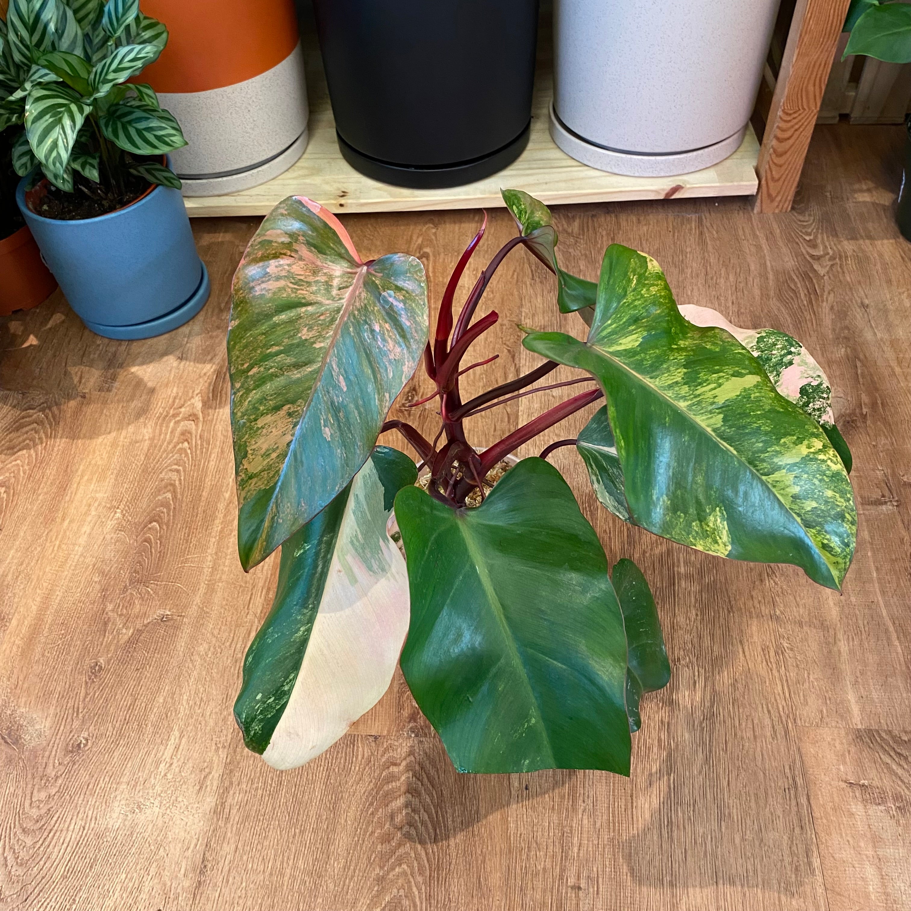Philodendron 'Strawberry Shake'