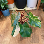 Load image into Gallery viewer, Philodendron &#39;Strawberry Shake&#39;

