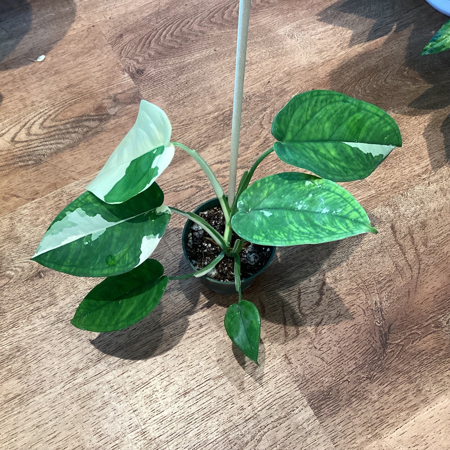 Syngonium chiapense variegated