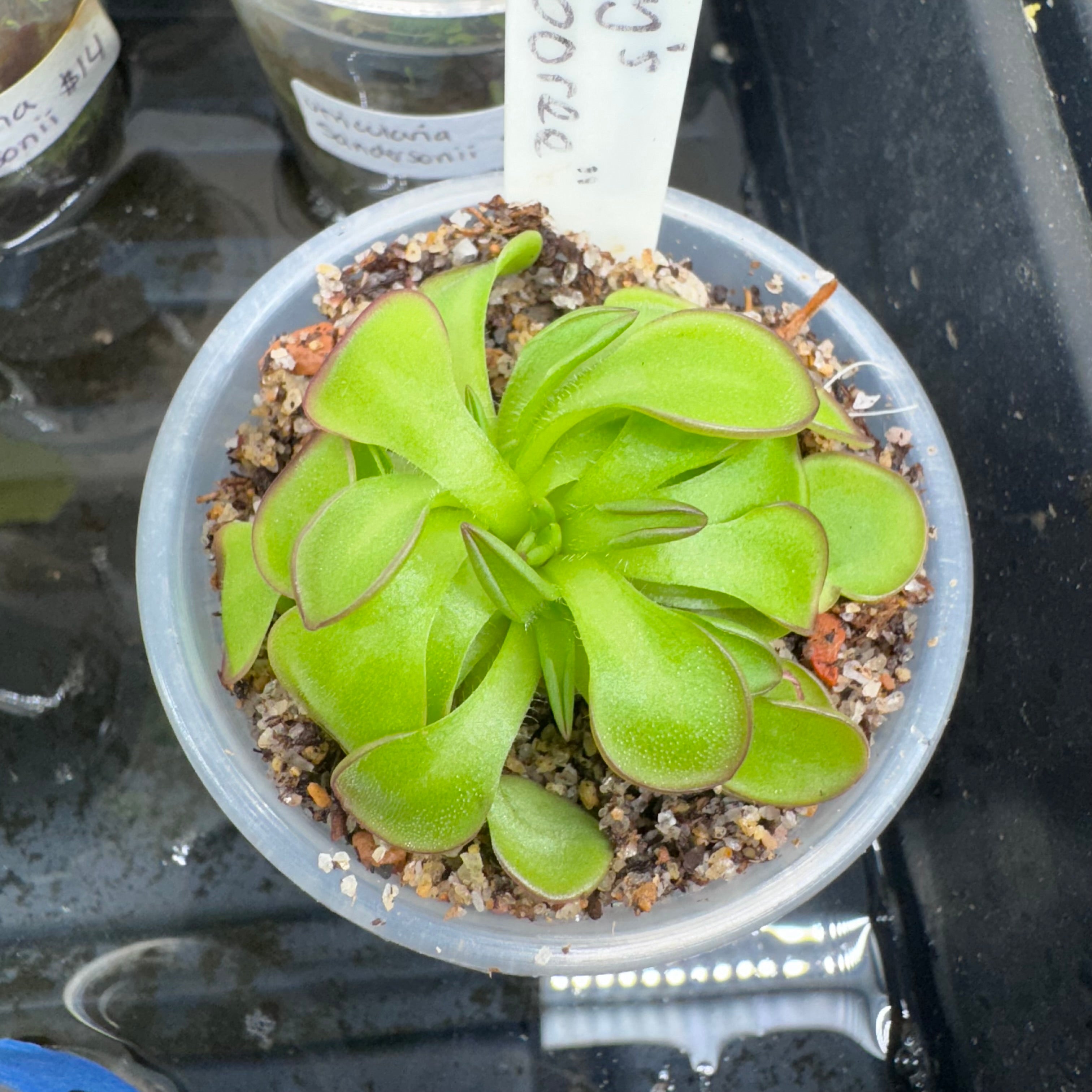 Pinguicula x "Tiffany's Neon Jamboree"