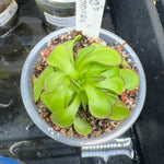 Load image into Gallery viewer, Pinguicula x &quot;Tiffany&#39;s Neon Jamboree&quot;
