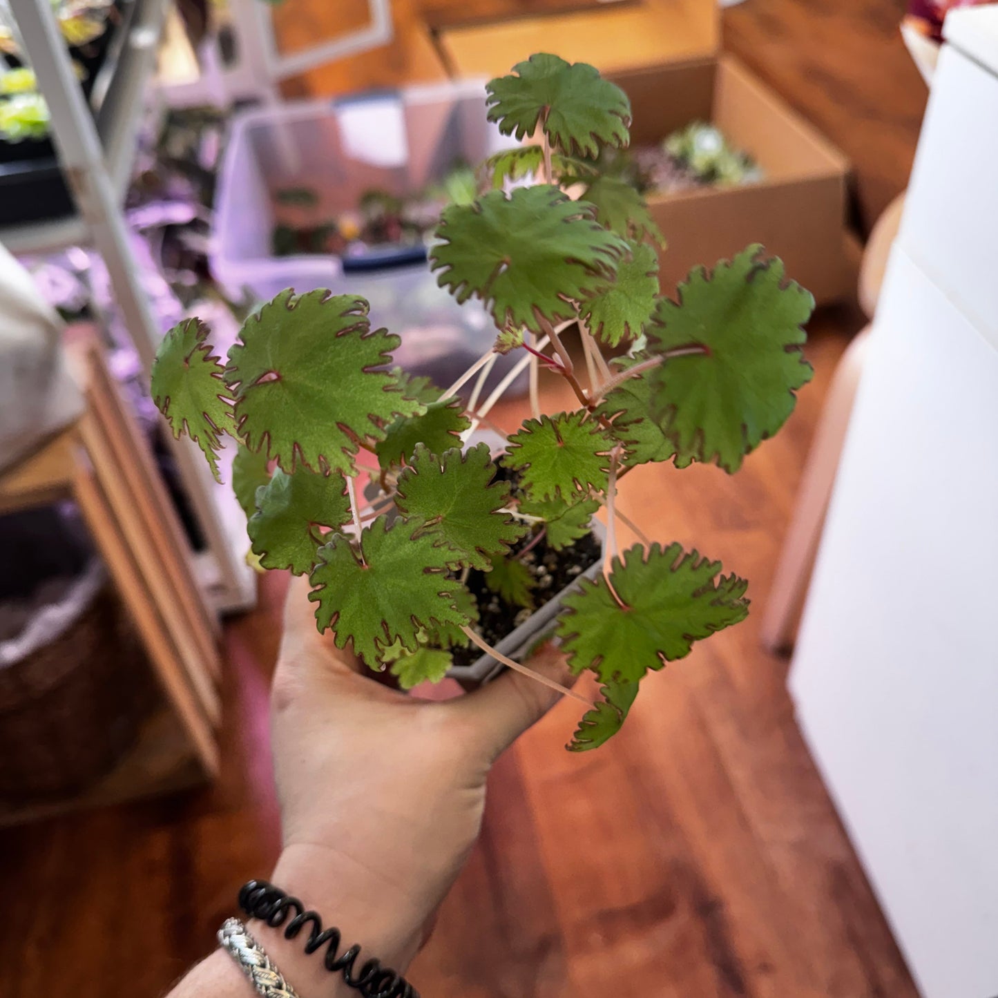 Begonia lyallii