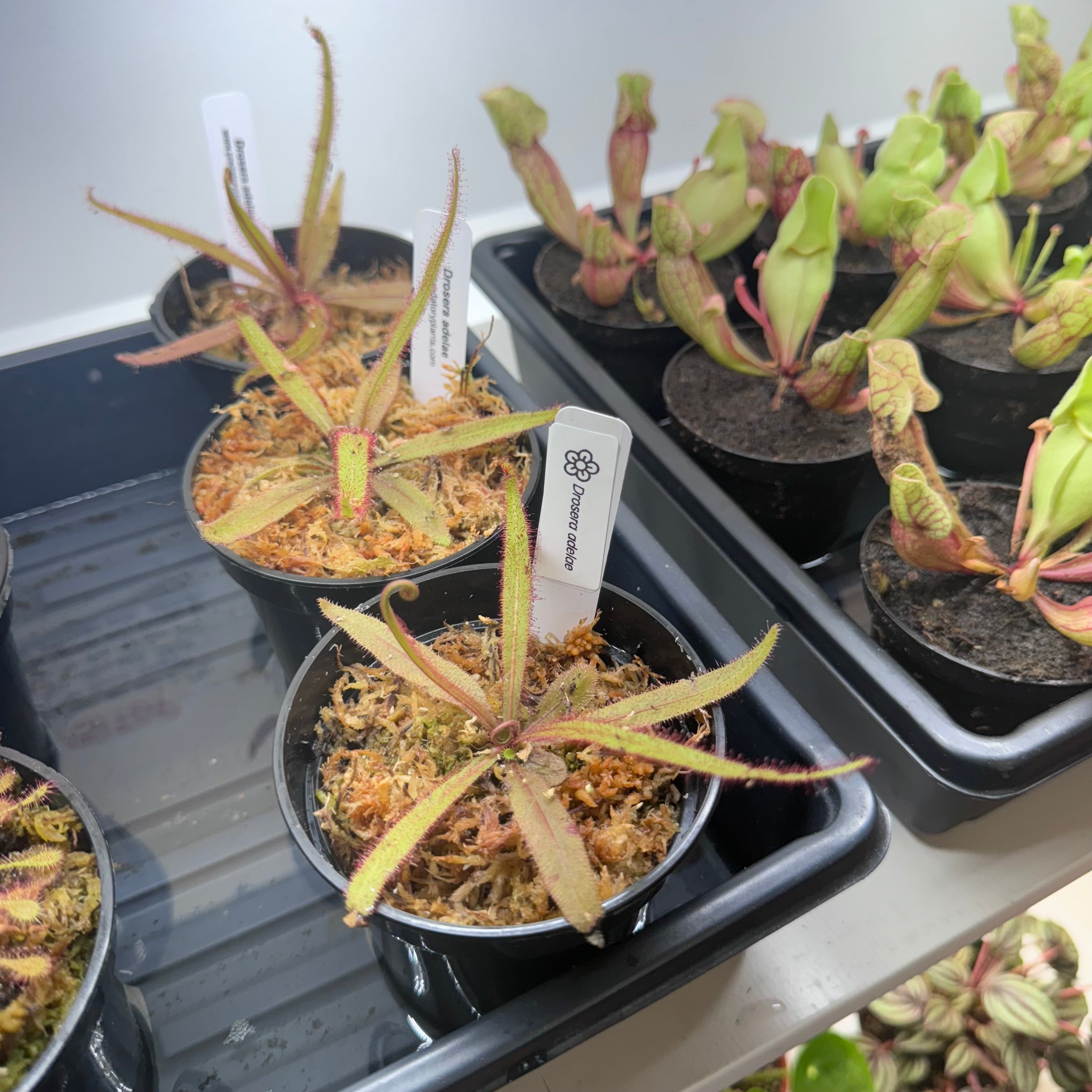 Drosera adelae