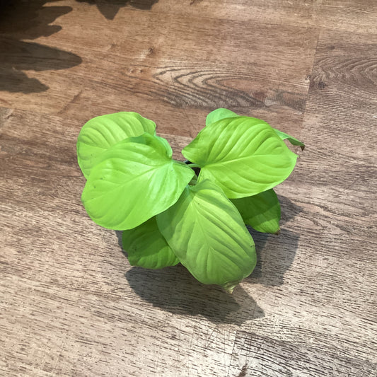 Homalomena ‘Aurora’