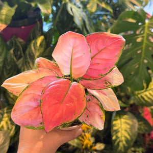 Aglaonema 'Lucky Red' AKA 'Red Zircon'