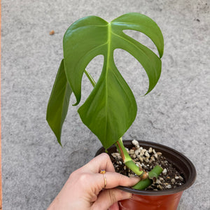 Monstera deliciosa var. sierrana