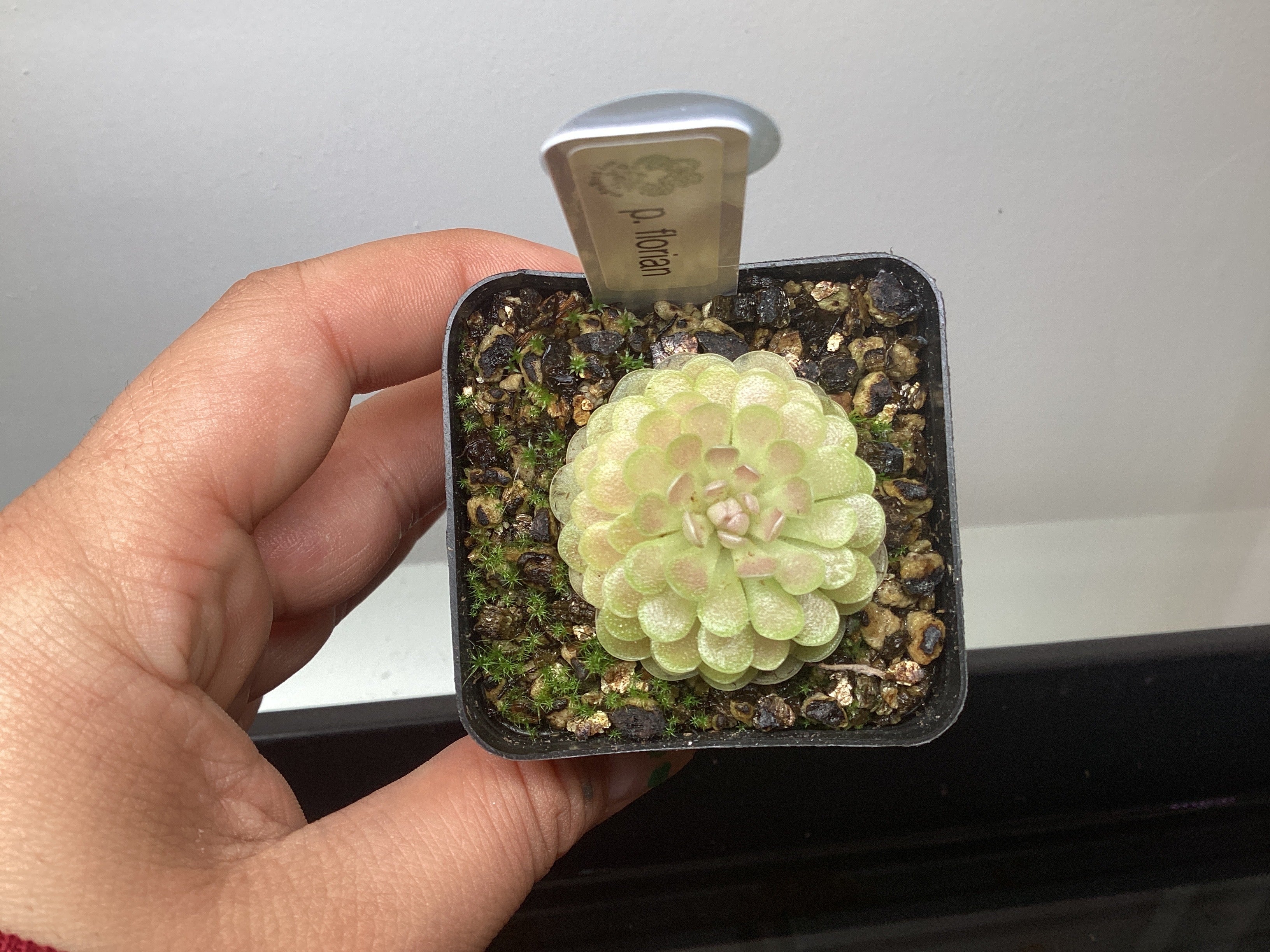 Pinguicula florian