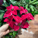 Load image into Gallery viewer, Poinsettia (Euphorbia pulcherrima) - Red/Pink Variegated
