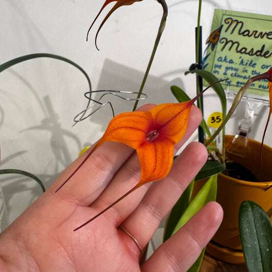 Masdevallia Copper Angel