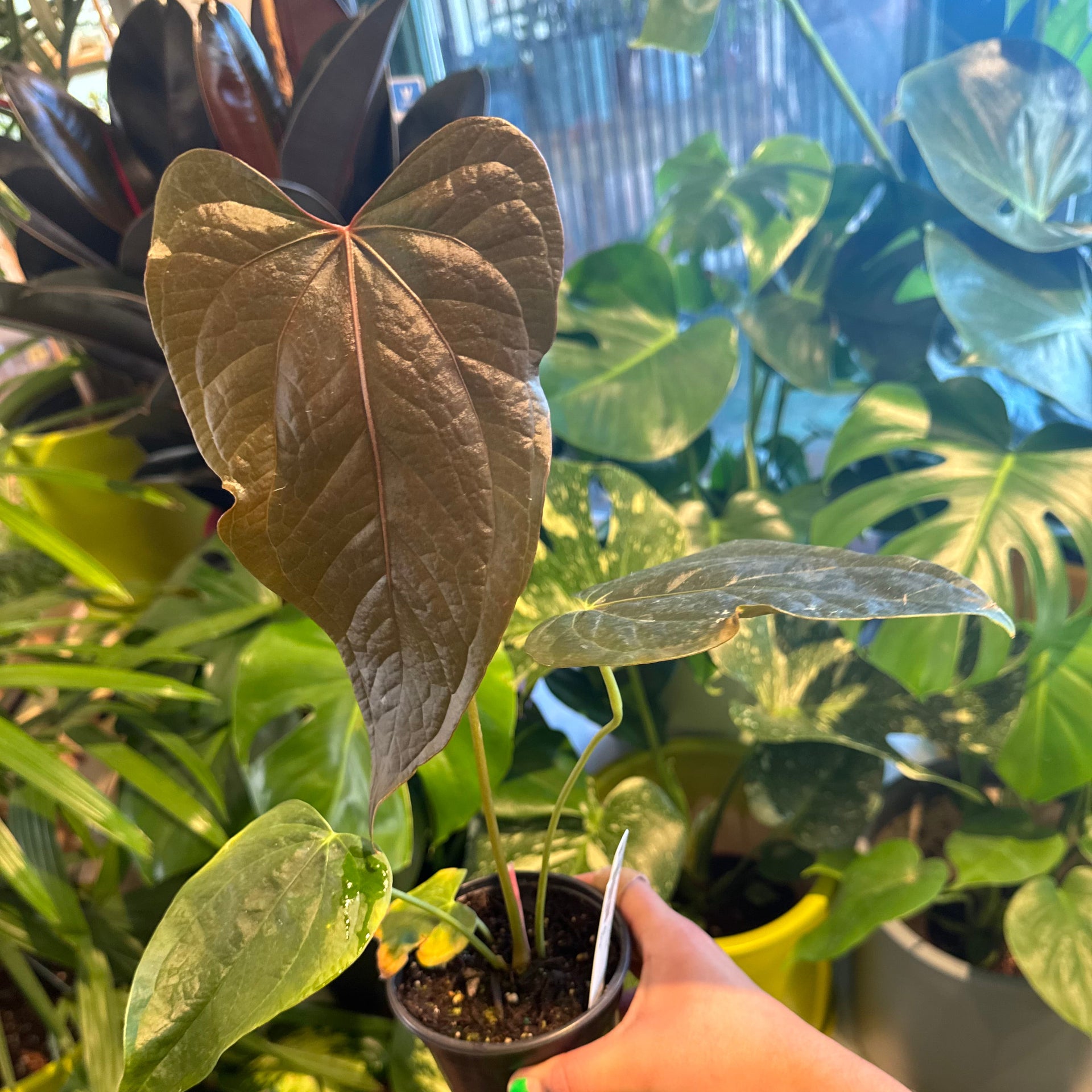 Anthurium 'Velvet Moira' – The Plant Lady SF