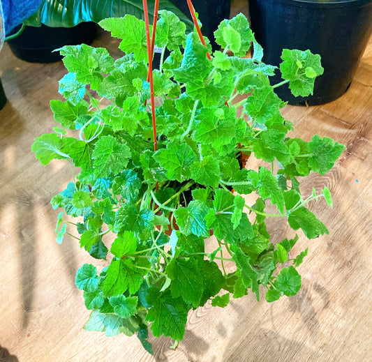 Tolmiea menziesii (Piggyback Plant)