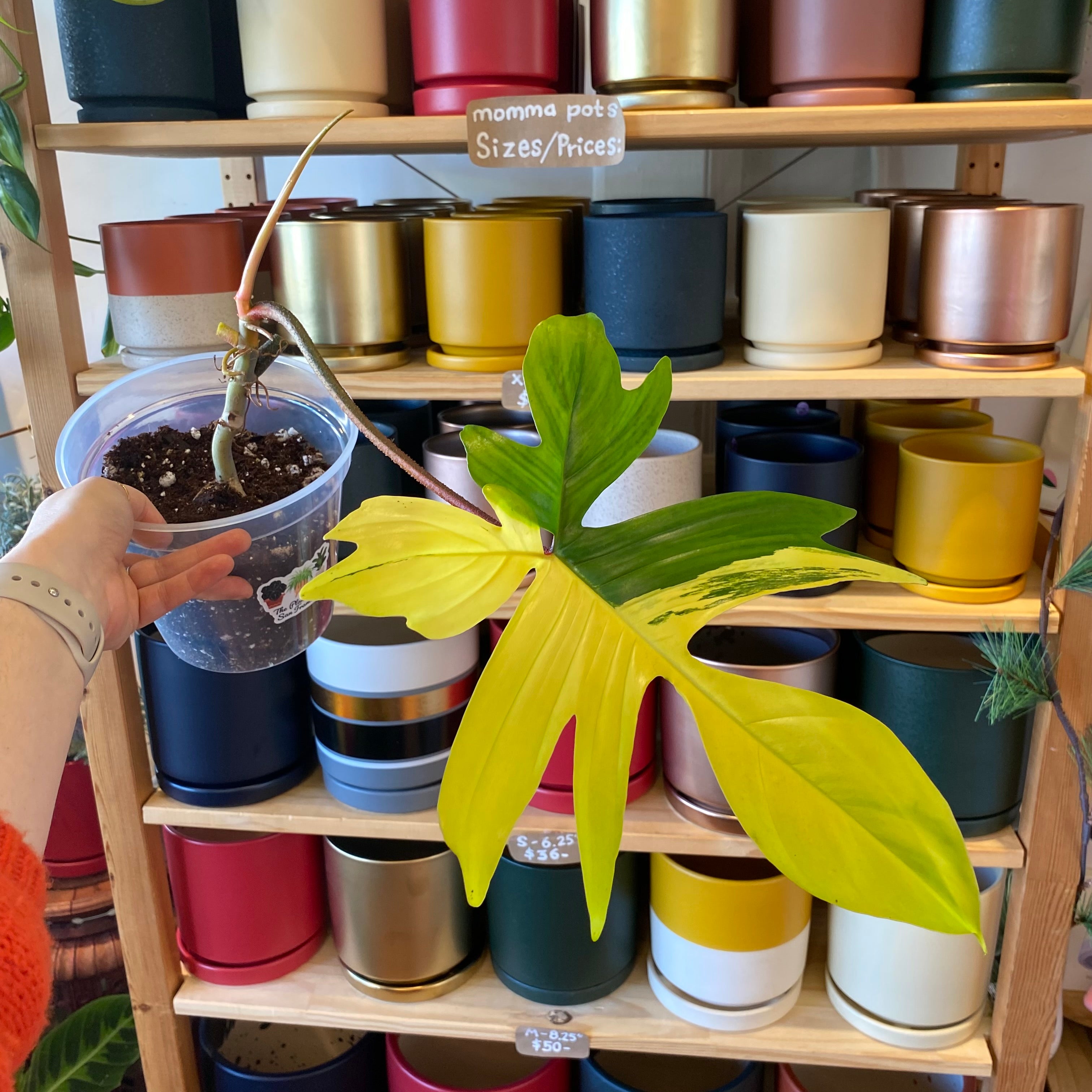 Philodendron ‘Florida Beauty’ Varieagata