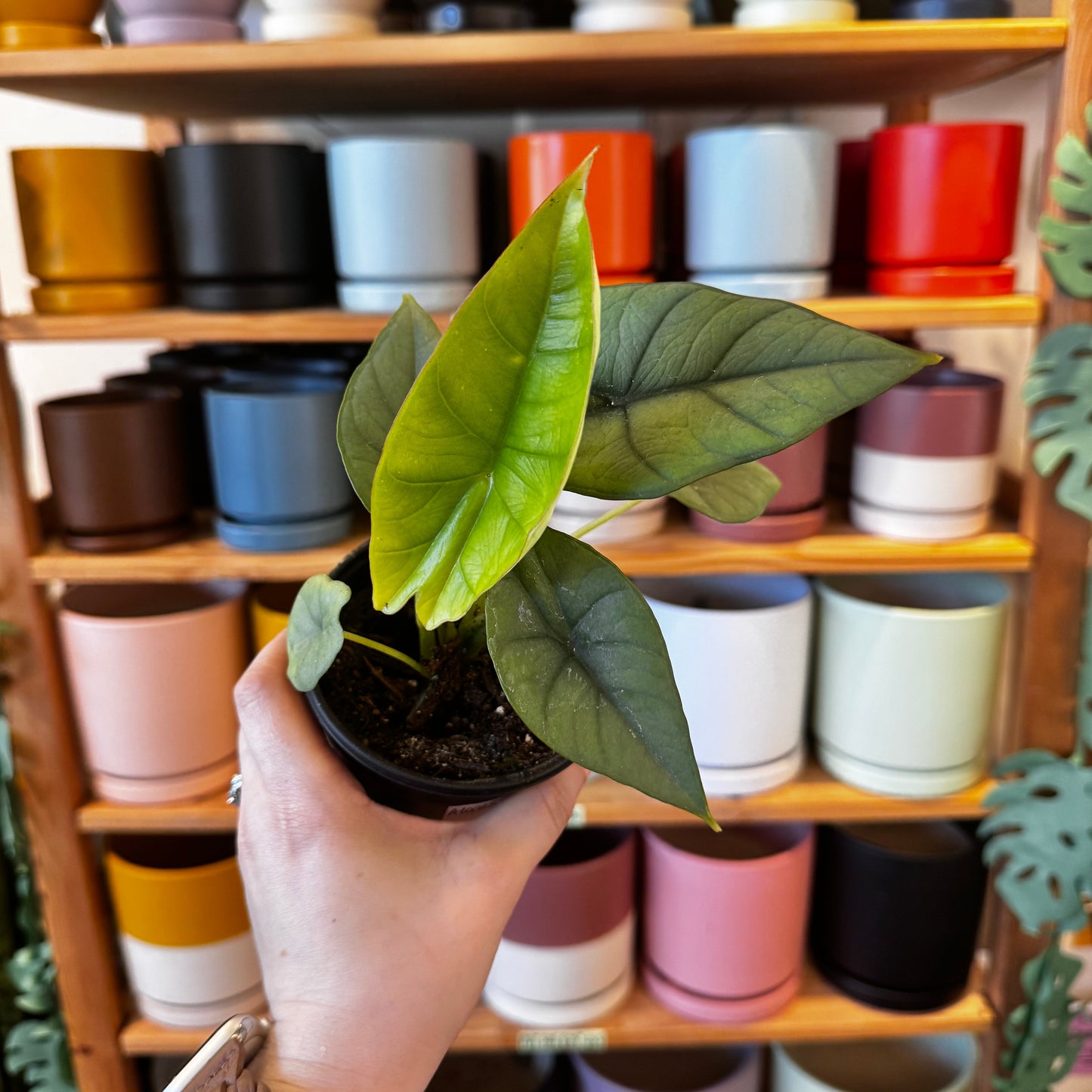 Alocasia scalprum