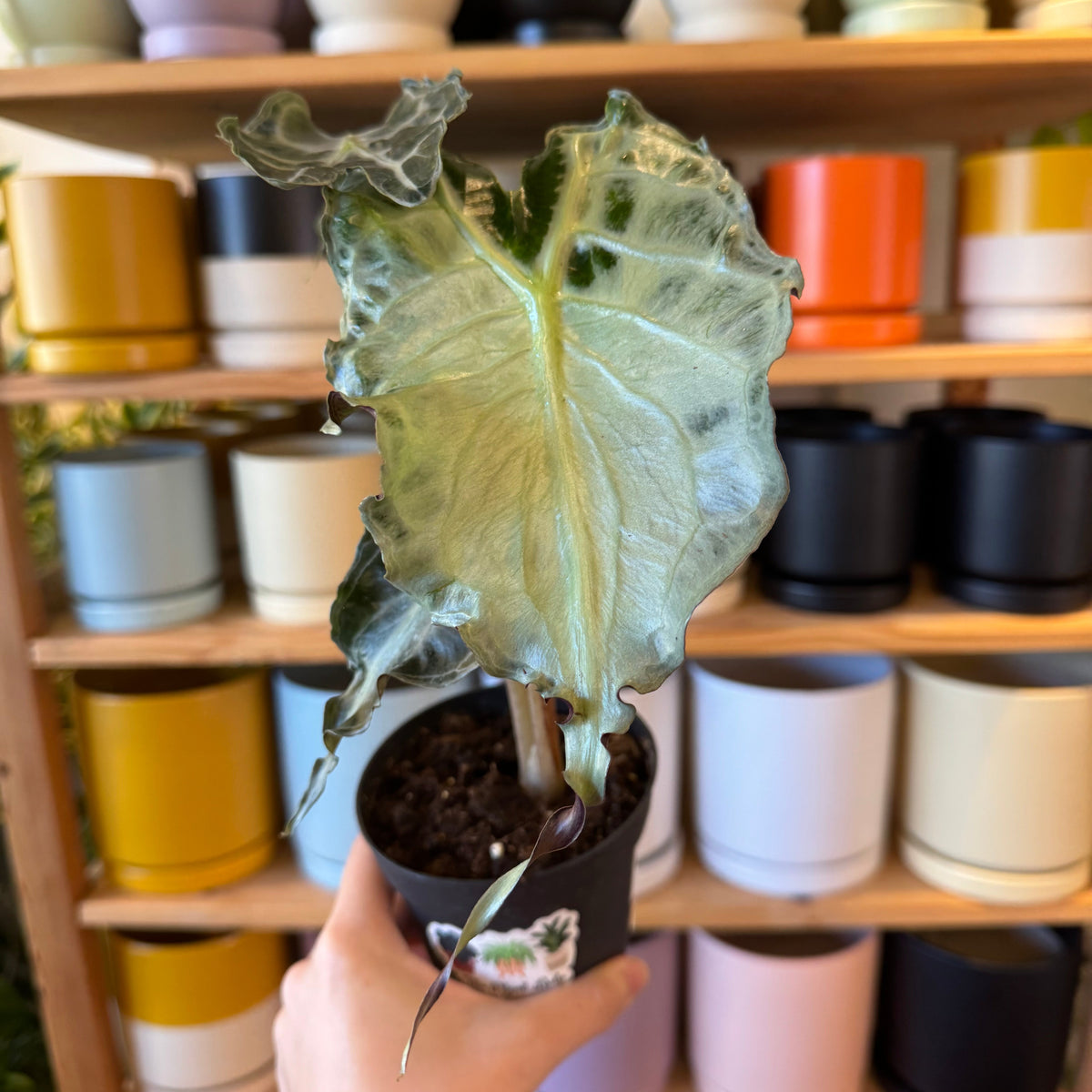 Alocasia 'Venom'