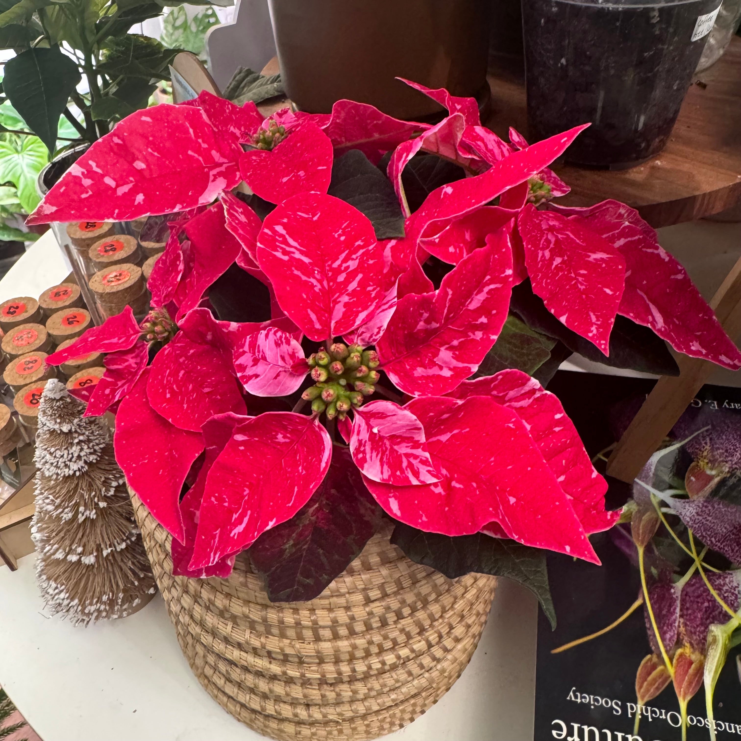 Poinsettia (Euphorbia pulcherrima) - Red/Pink Variegated