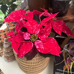 Load image into Gallery viewer, Poinsettia (Euphorbia pulcherrima) - Red/Pink Variegated
