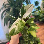 Load image into Gallery viewer, Philodendron &#39;White Wizard&#39;
