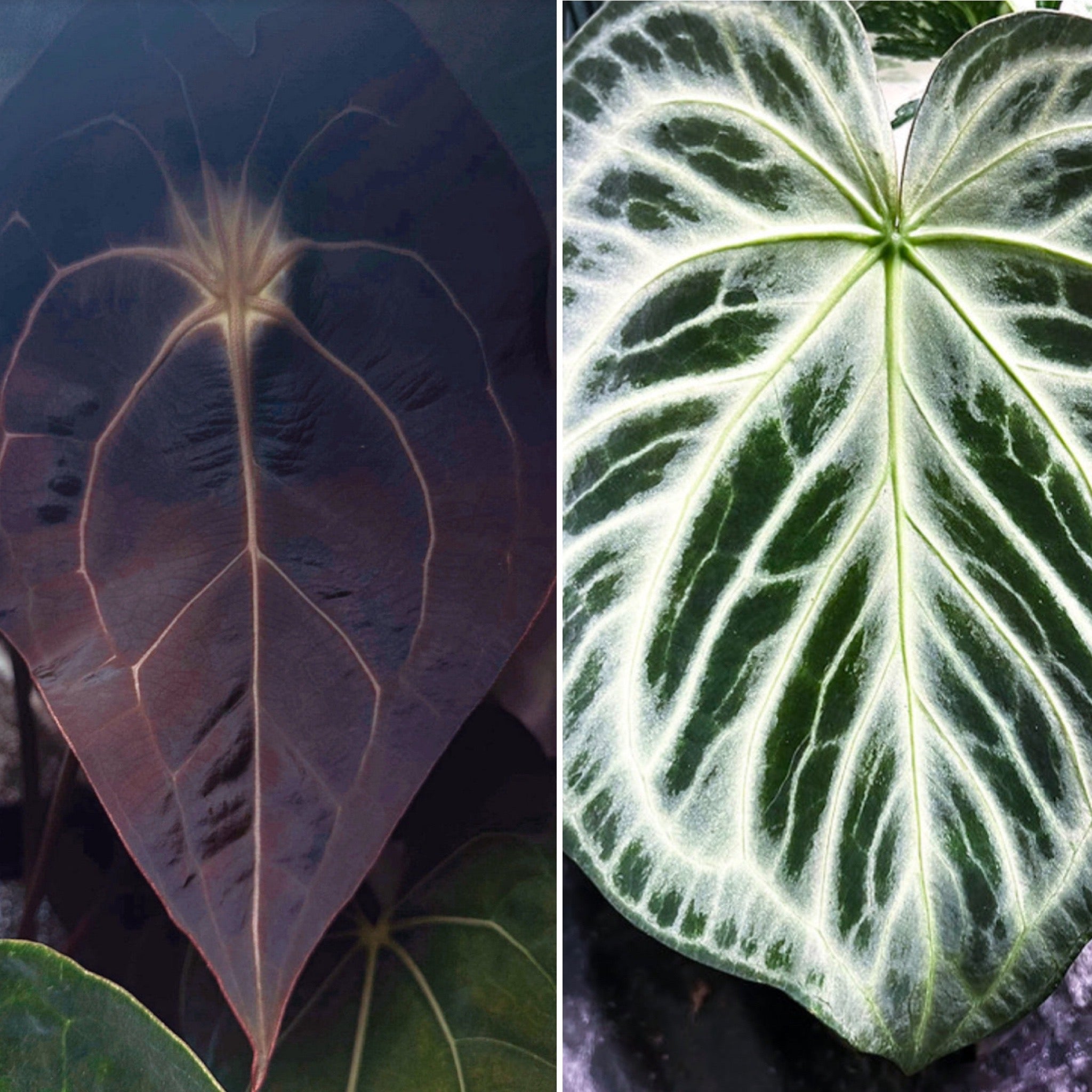 Anthurium "Silver Martian"