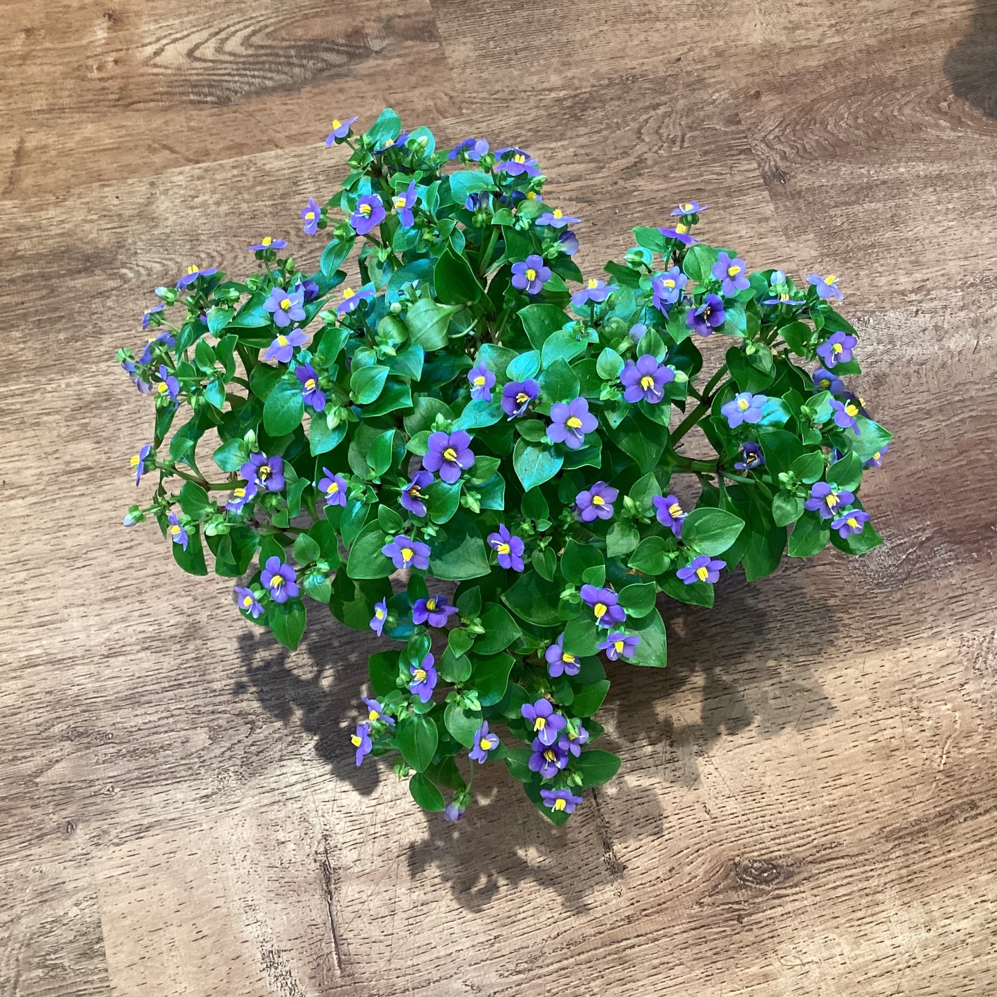 Exacum affine (Persian Violet)
