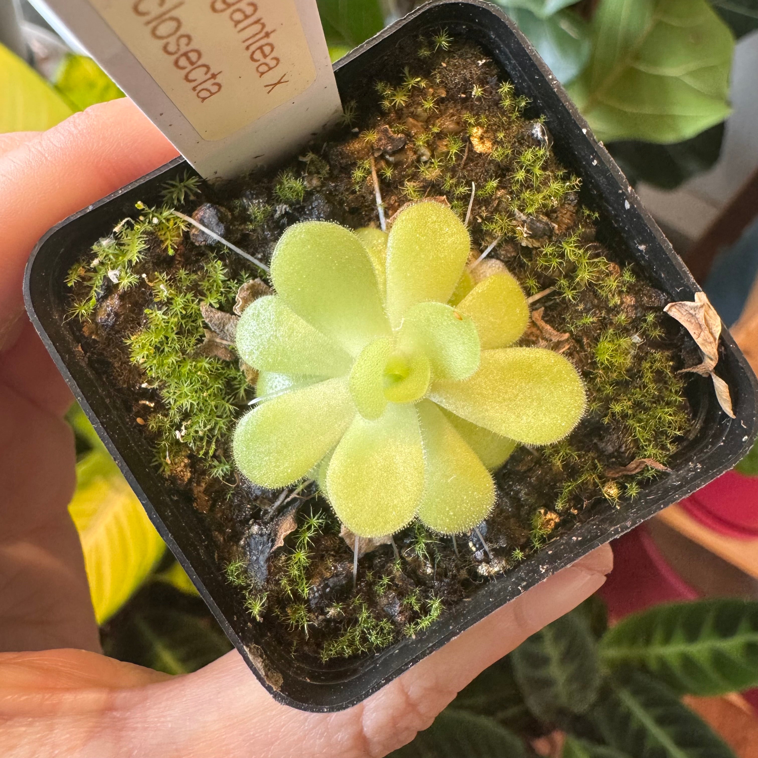 Pinguicula gigantea x cyclosecta