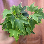 Load image into Gallery viewer, Ivy Plant (Hedera helix)
