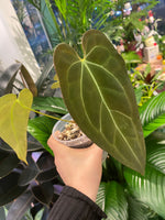 Load image into Gallery viewer, Anthurium Silver Blush x (Papi x Dr. Block)
