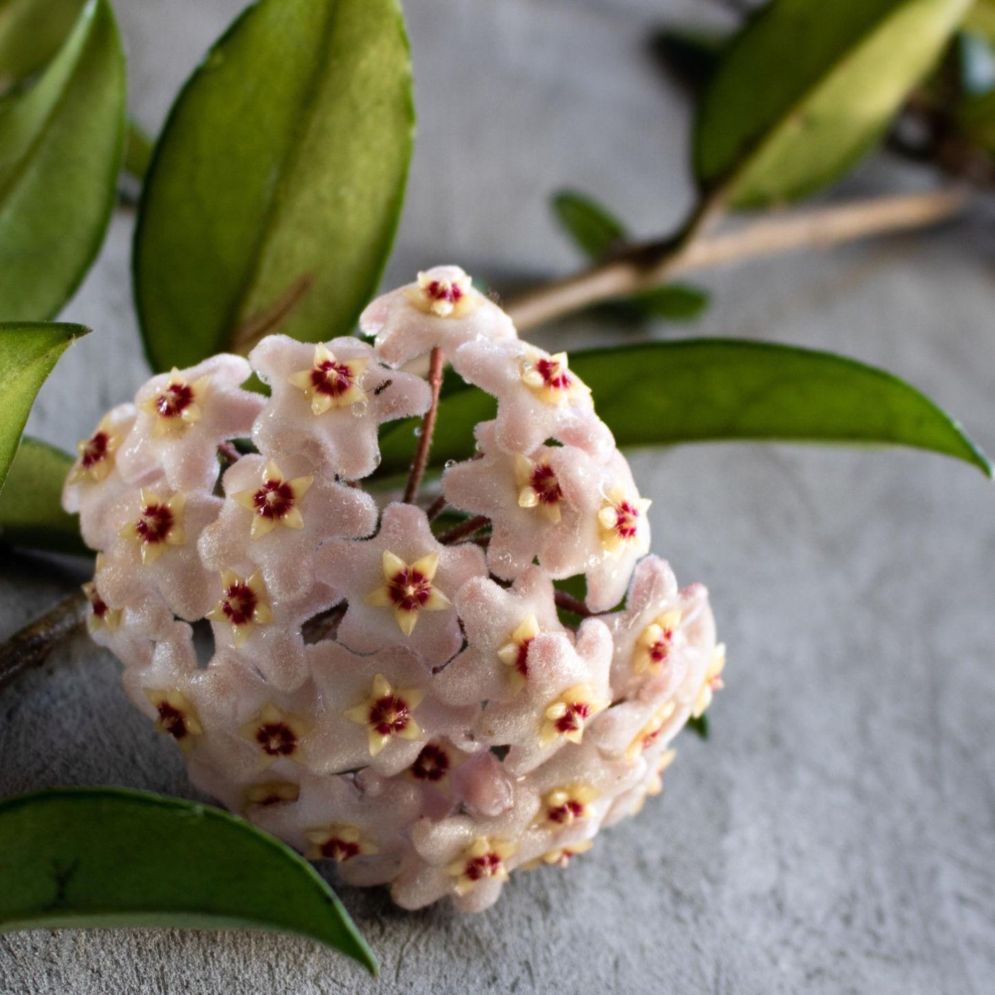 Hoya macrophylla