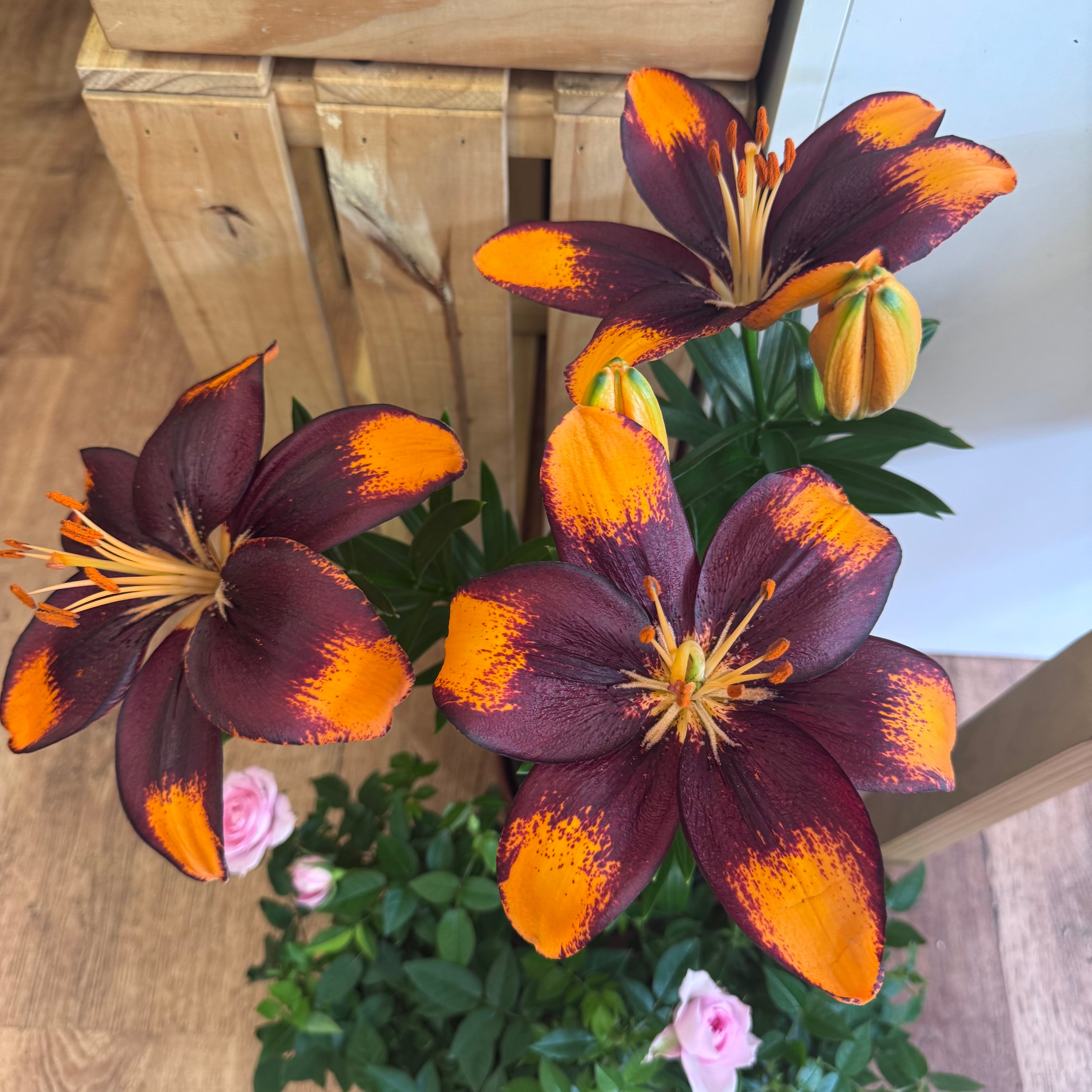 Peruvian Lilly