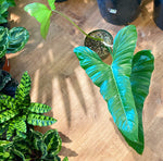 Load image into Gallery viewer, Philodendron sharoniae &#39;San Antonio&#39;
