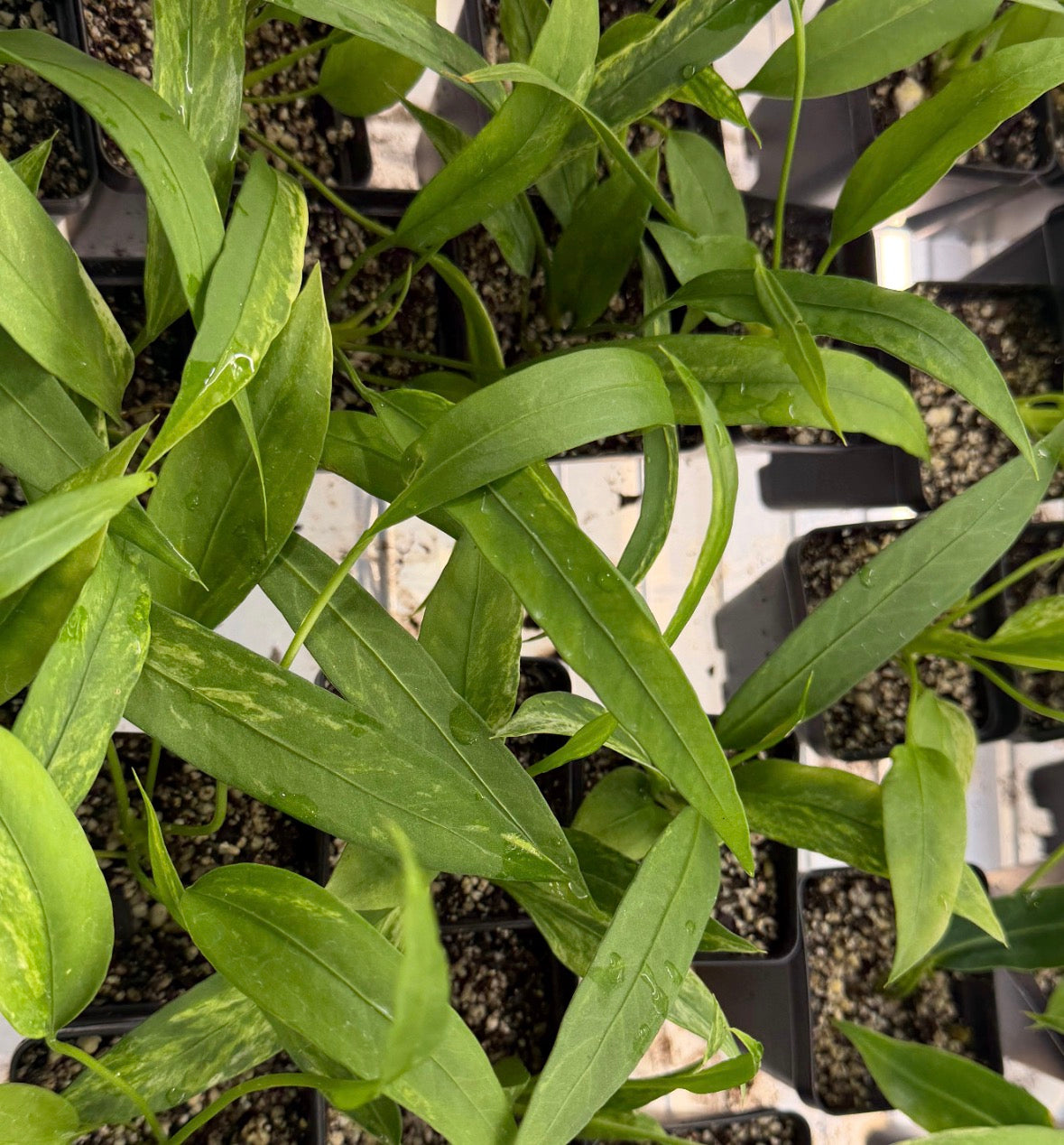 Anthurium vittariifollium variegata