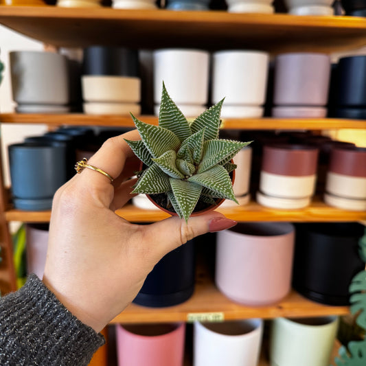 Haworthia 'Miami'