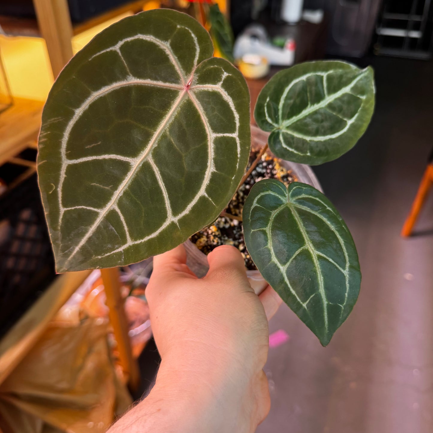 Anthurium NSE red crystallinum x self