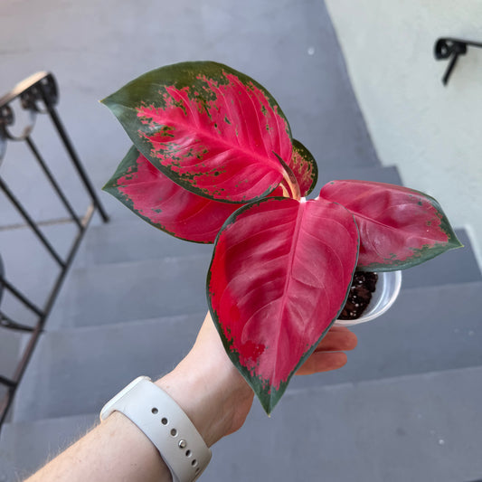 Aglaonema "Super Red"