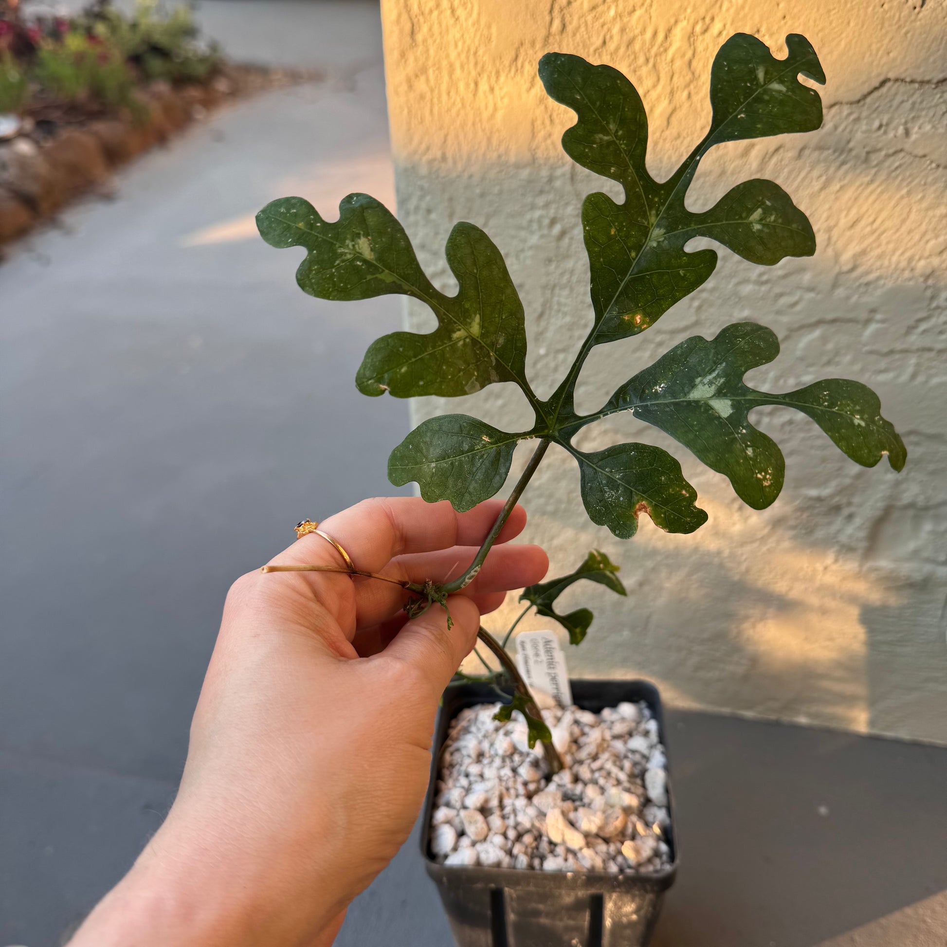 Adenia perrieri – The Plant Lady SF Adenia perrieri – The Plant Lady SF