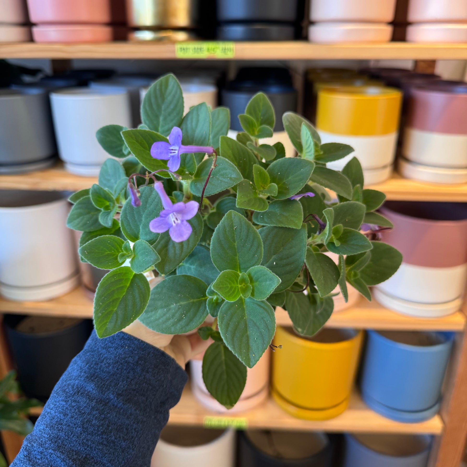 streptococcus house plant Streptocarpus saxorum