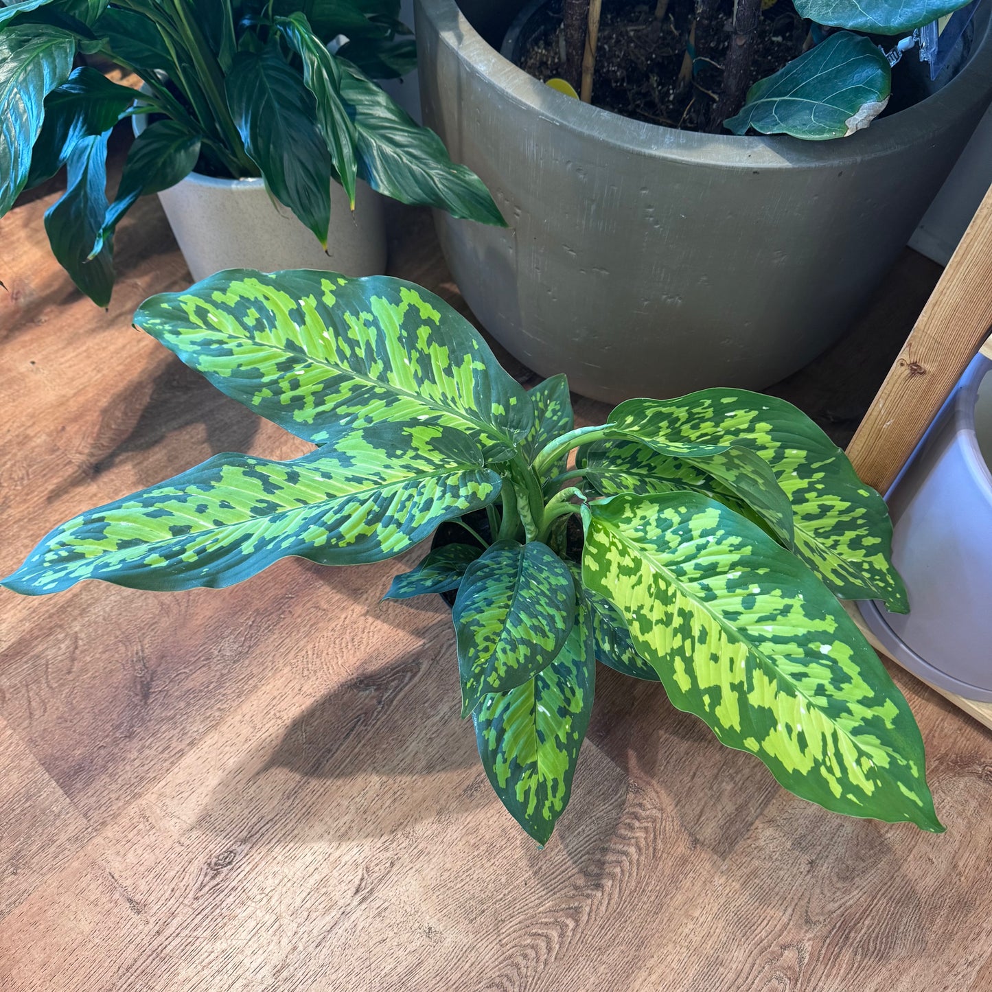Dieffenbachia ‘Military’