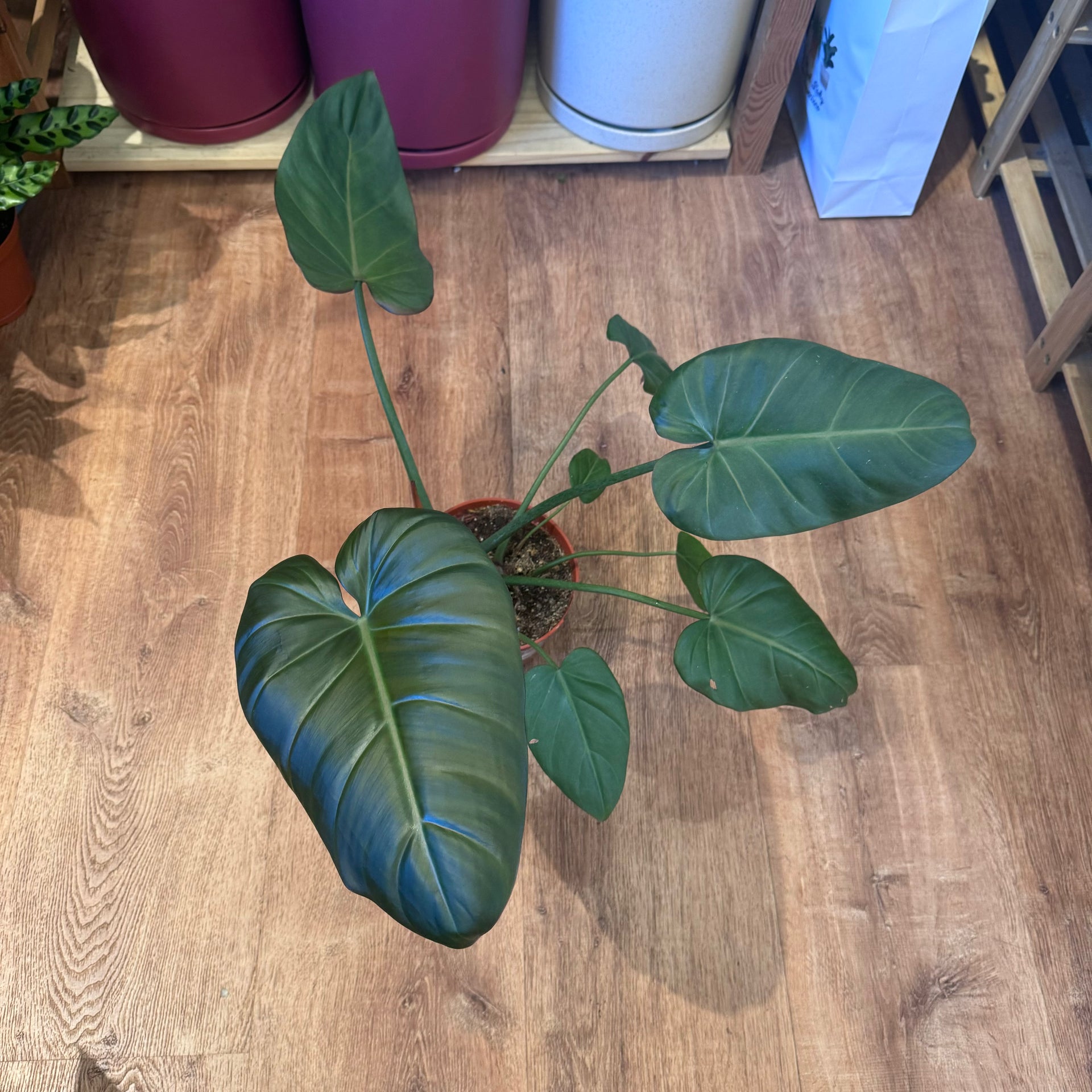 Philodendron 'Summer Glory' – The Plant Lady SF