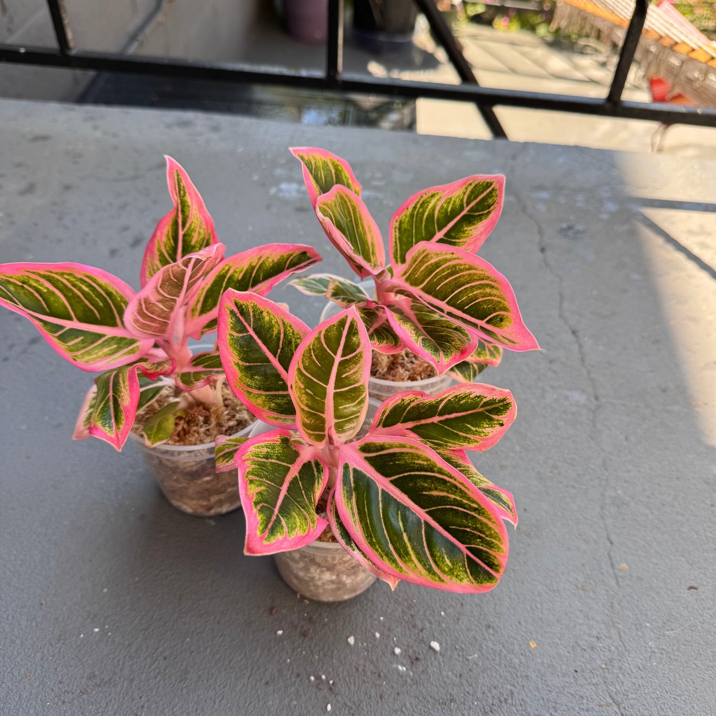 Aglaonema ‘Lotus Delight’