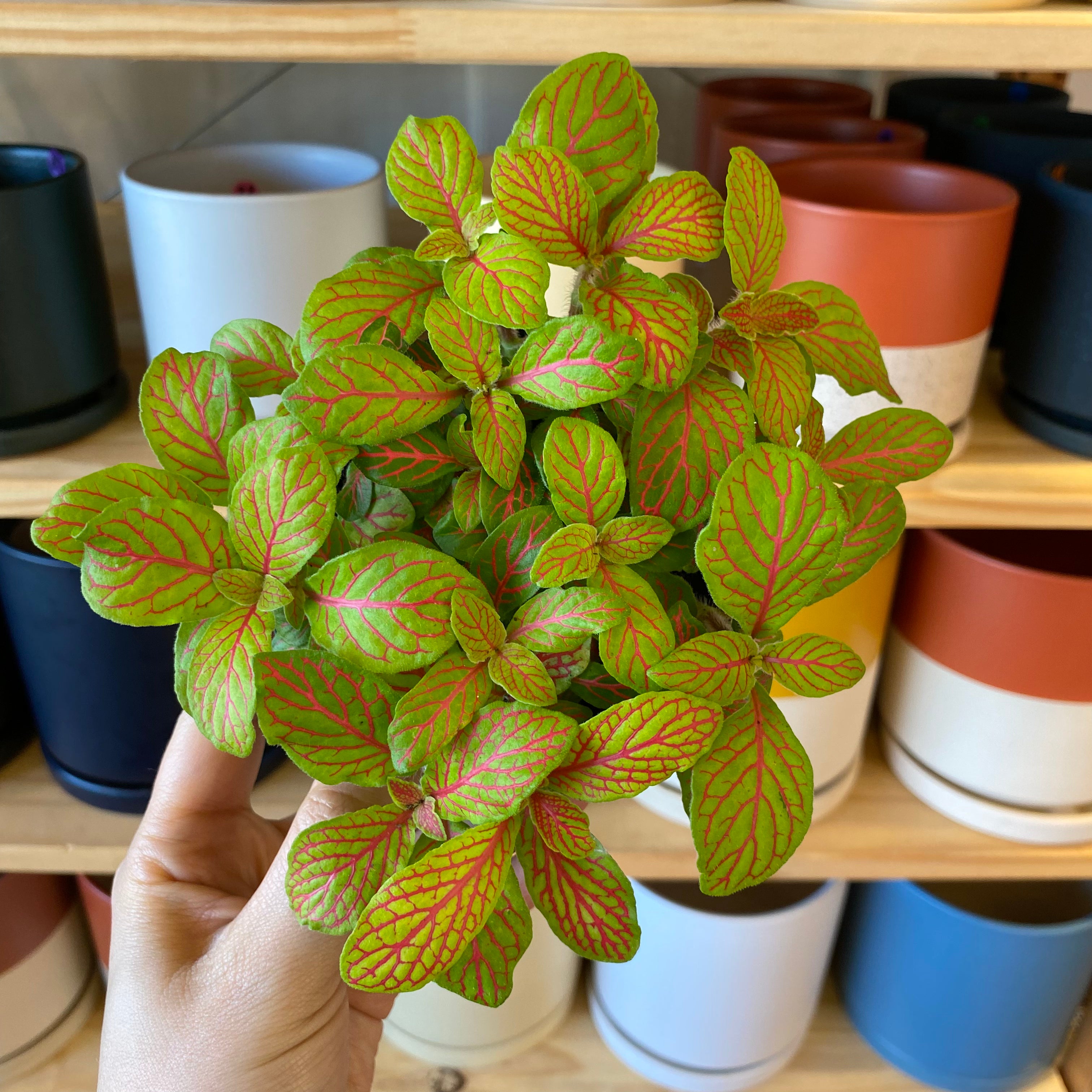 Fittonia “Extra Special”